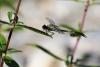 Onychogomphus forcipatus
